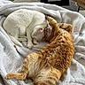 Toulouse a rejoint le concours — aidez-le/la à gagner de superbes lots ! cat, cats, white_cat, ginger_cat, sleeping, cozy, blanket, furry, pets, indoor, relaxing, cute, fur, nap, companion, couch, home, resting, animal, domestic