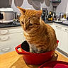 cat, ginger_cat, kitchen, red_pot, wooden_table, indoor, appliances, cooking_pot, domestic, animal, pet, curious, orange_fur, countertop, utensils, bottles, cabinet, lid, sitting, household