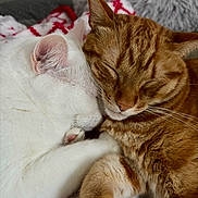 Toulouse a rejoint le concours — aidez-le/la à gagner de superbes lots ! cat, white_cat, ginger_cat, sleeping, snuggling, pets, fur, close_up, cozy, blanket, indoor, cute, animal, resting, relaxed, companion, friendship, whiskers, ears, paw