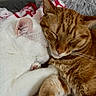 cat, white_cat, ginger_cat, sleeping, snuggling, pets, fur, close_up, cozy, blanket, indoor, cute, animal, resting, relaxed, companion, friendship, whiskers, ears, paw