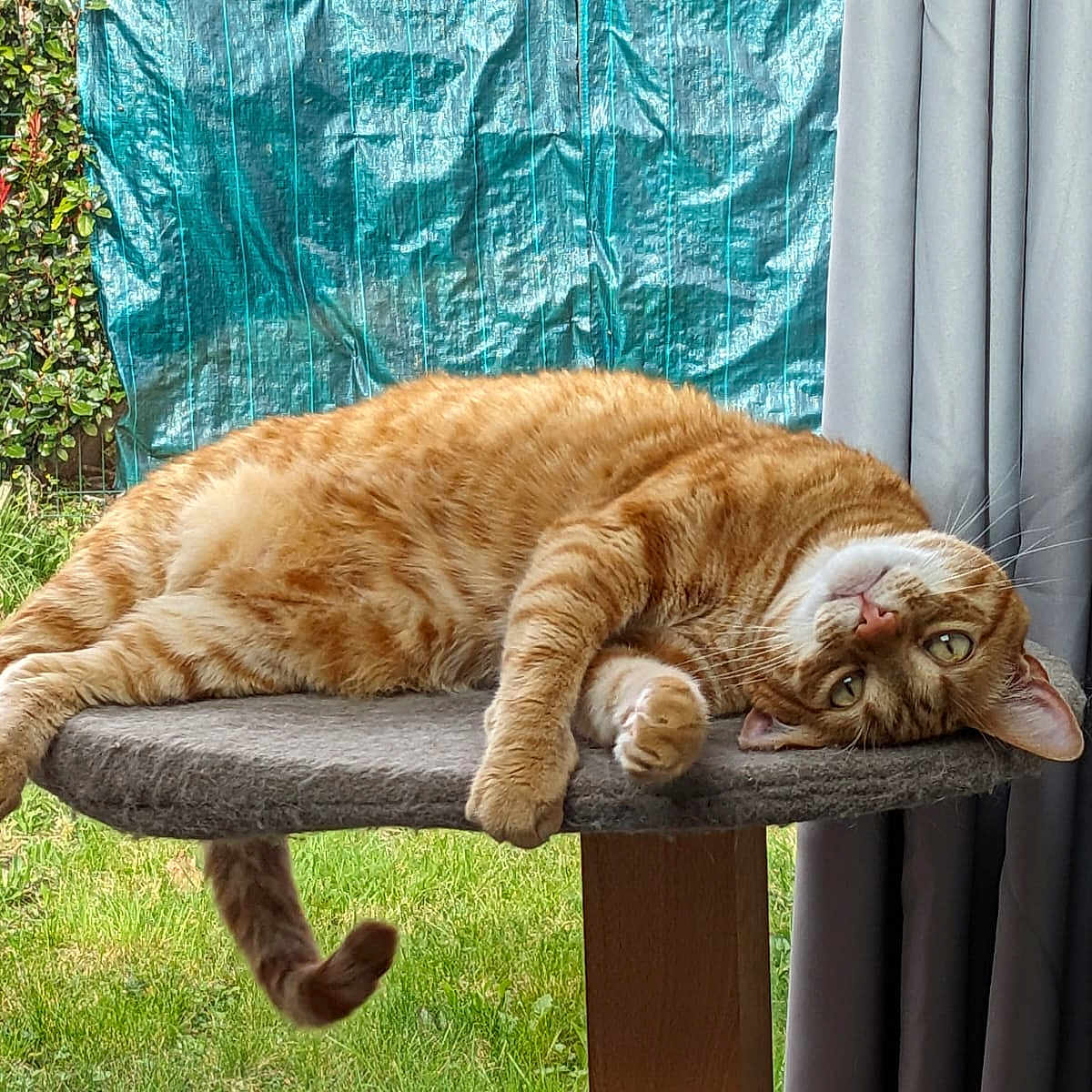 Toulouse a rejoint le concours — aidez-le/la à gagner de superbes lots ! cat, orange_tabby, pet, animal, feline, lounging, upside_down, green_eyes, gray_perch, indoor, outdoor, garden, grass, blue_tarp, curtains, relaxed, cozy, whiskers, tail, paw