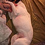 dog, white_dog, bed, blanket, hand, paw, tattoo, resting, sleeping, cozy, indoor, fur, comfort, human_interaction, animal, pet, soft, warm_lighting, relaxation, closeup