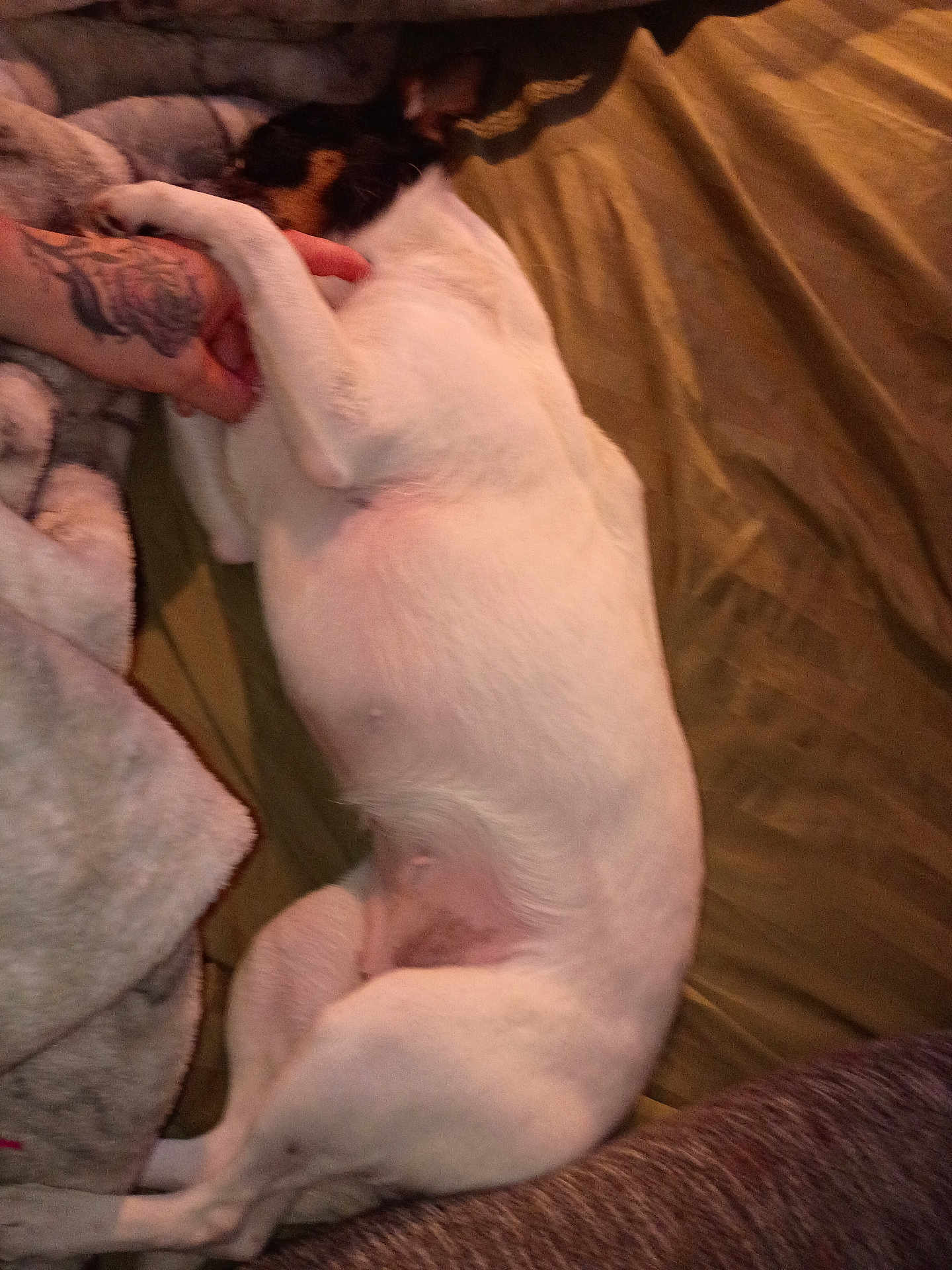 Pepper