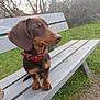 dog, dachshund, puppy, bench, park, grass, red_collar, brown_coat, paws, floppy_ears, short_legs, snout, portrait, outdoor, nature, trees, sitting, close_up, cute, pet