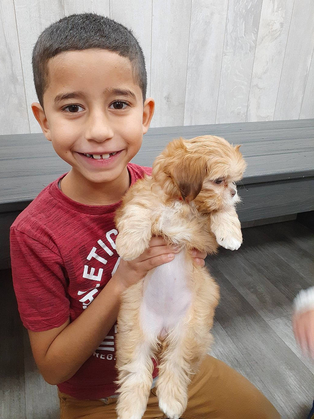 Malakye joined the competition — help win amazing prizes! american_cocker_spaniel, canidae, carnivore, cockapoo, companion_dog, dog, dog_breed, joy, maltepoo, person, poodle_crossbreed, puppy_love, sporting_group