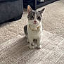 cat, gray_and_white, necklace, carpet, living_room, furniture, couch, coffee_table, curious, pet, indoor, floor, decor, domestic_animal, sitting, eyes, ears, home, cozy, animal