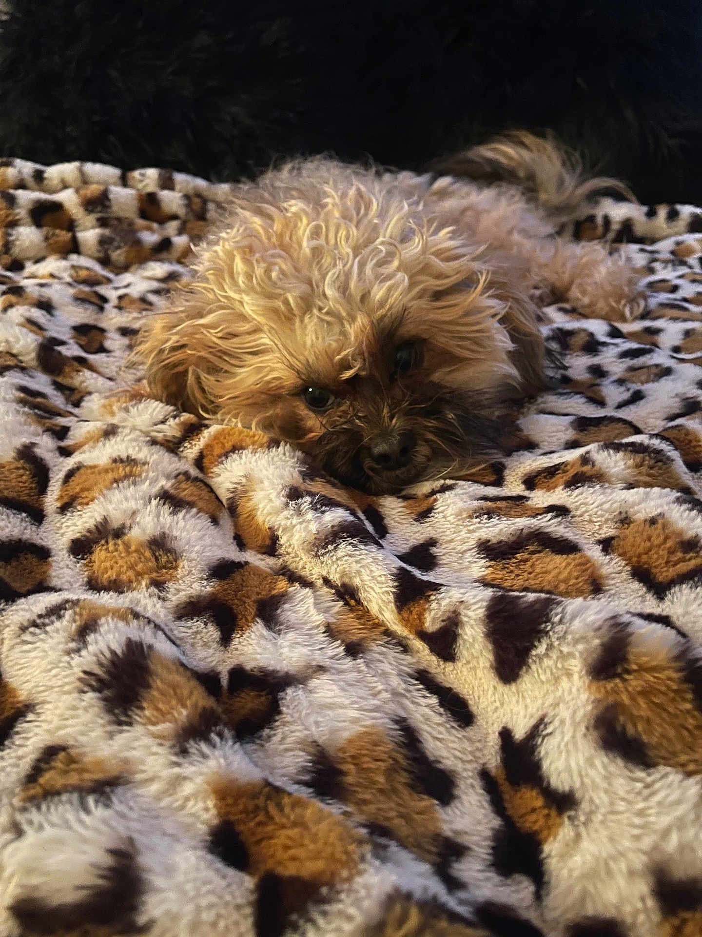 Teddy Bear joined the competition — help win amazing prizes! dog, curly_hair, blanket, leopard_print, cozy, pet, fur, lying_down, sleepy, brown, beige, animal, cute, relaxing, indoor, soft_texture, resting, companion, close_up, warm