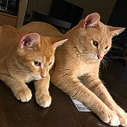 Teddy Bearsugar Bear joined the competition — help win amazing prizes! cat, indoor, table, orange_cat, pets, animal, feline, domestic_cat, two_cats, relaxed, fur, whiskers, ears, paws, closeup, curious, brown_table, household, mammal, domestic