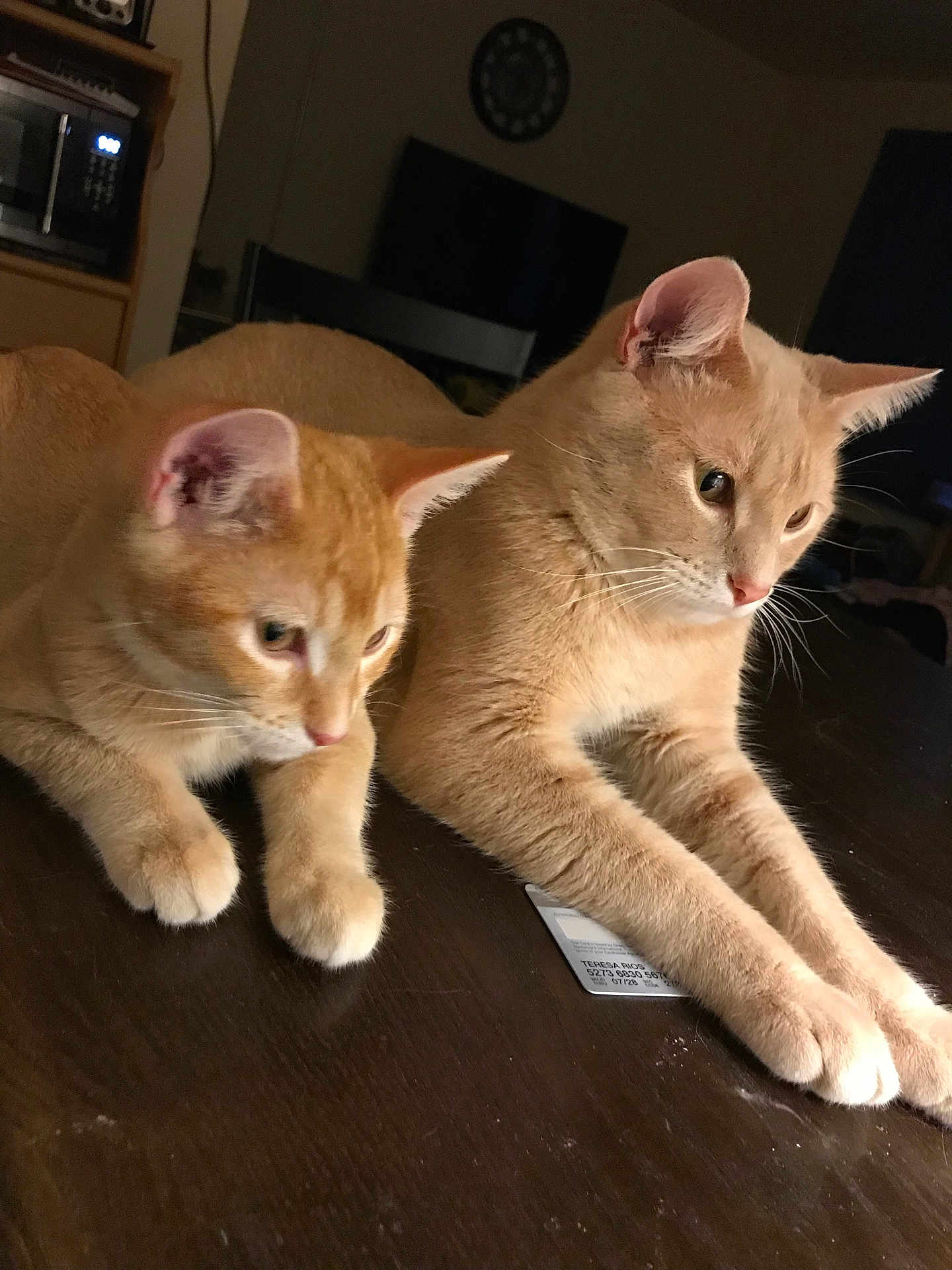 Teddy Bearsugar Bear joined the competition — help win amazing prizes! cat, indoor, table, orange_cat, pets, animal, feline, domestic_cat, two_cats, relaxed, fur, whiskers, ears, paws, closeup, curious, brown_table, household, mammal, domestic