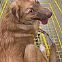 Grace joined the competition — help win amazing prizes! dog, shopping_cart, yellow_cart, leash, brown_dog, pet, animal, indoor, store, playful, tongue_out, curled_up, looking_back, fur, canine, retail, floor, metal_cart, bright_colors, happy