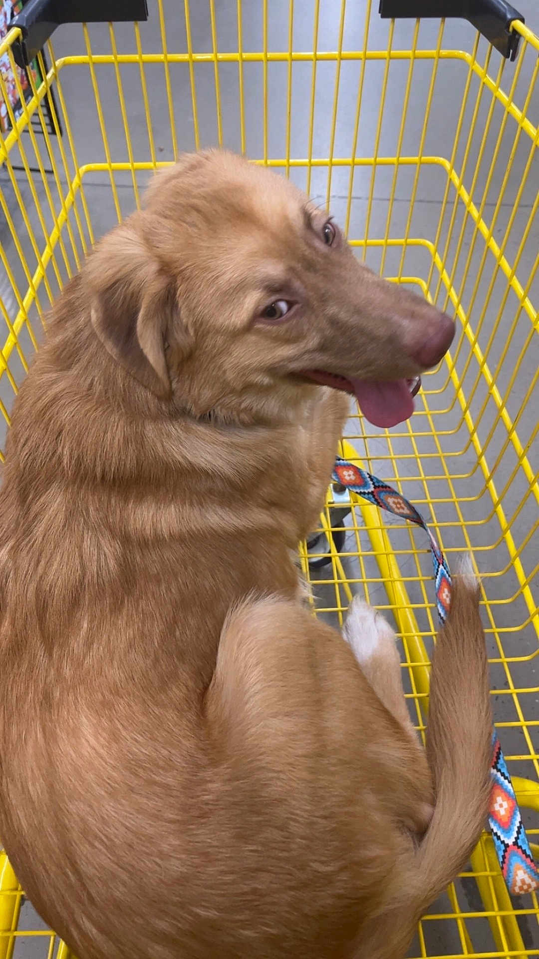 Grace joined the competition — help win amazing prizes! dog, shopping_cart, yellow_cart, leash, brown_dog, pet, animal, indoor, store, playful, tongue_out, curled_up, looking_back, fur, canine, retail, floor, metal_cart, bright_colors, happy