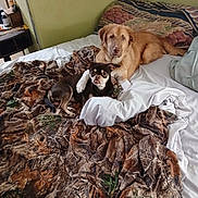 Grace is registered to the contest to win money with this photo: dog, bed, blanket, camo_pattern, indoor, cozy, snuggling, two_dogs, brown_dog, black_dog, furniture, pillow, resting, animal, pet, canine, fur, companion, cute, domestic