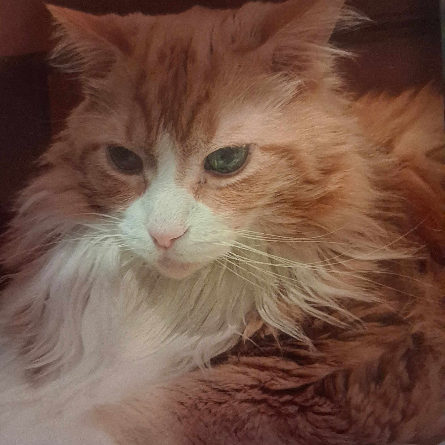 Max joined the competition — help win amazing prizes! animal, cat, closeup, cute, domestic_animal, ears, face, feline, fluffy, indoor, mammal, nose, orange_cat, pet, portrait, relaxed, resting, sleepy, soft_fur, whiskers