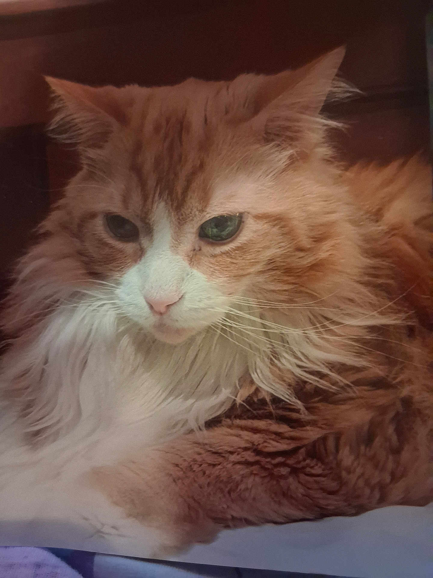 Max joined the competition — help win amazing prizes! cat, orange_cat, fluffy, feline, pet, animal, whiskers, closeup, portrait, indoor, relaxed, cute, soft_fur, mammal, domestic_animal, sleepy, resting, face, ears, nose