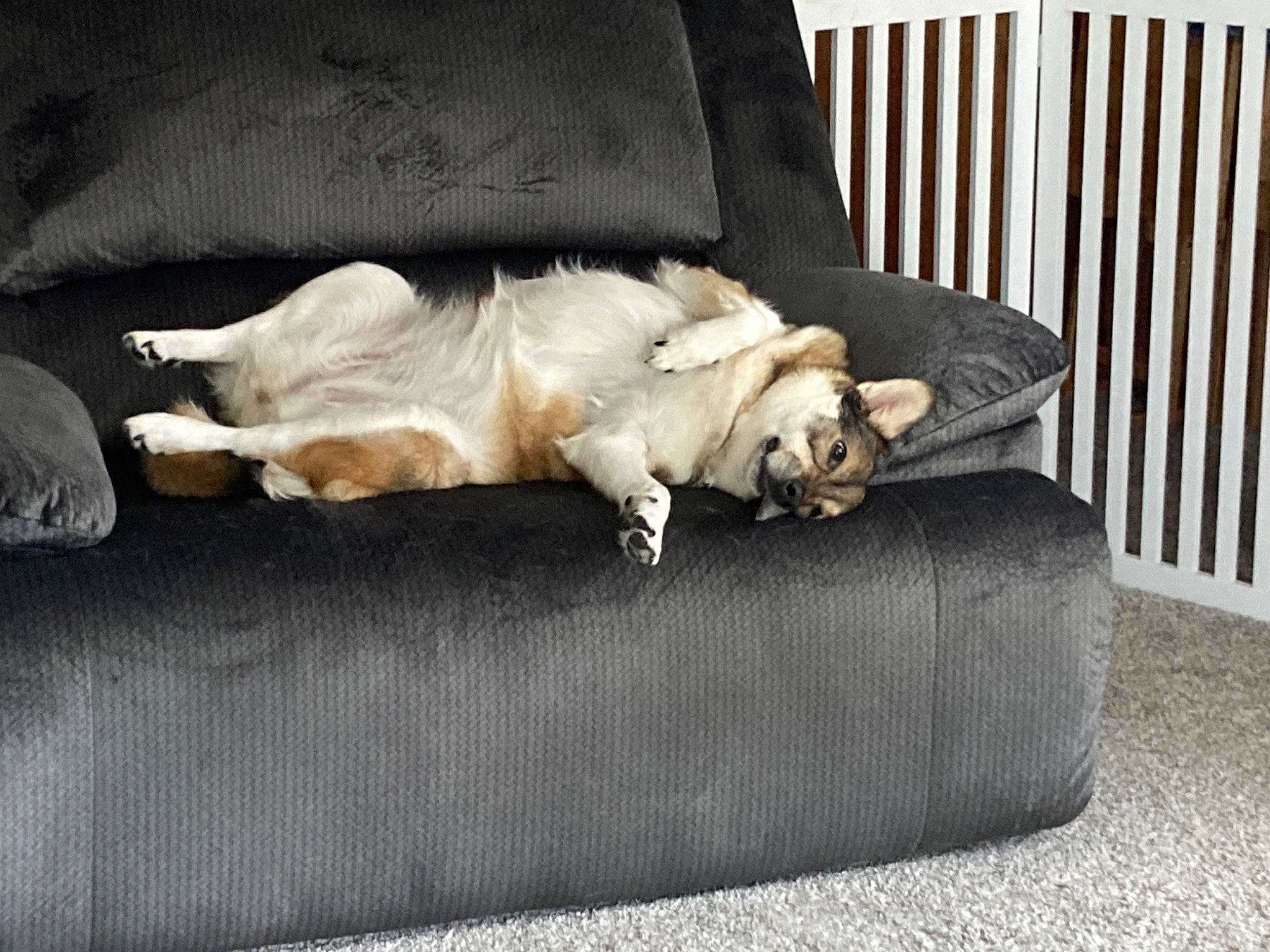 Kenzi is registered to the contest to win money with this photo: carnivore, comfort, companion_dog, couch, dog, dog_breed, dog_supply, fawn, felidae, fur, grey, paw, small_to_medium_sized_cats, sofa_bed, sporting_group, studio_couch, tail, toy_dog, whiskers, working_animal