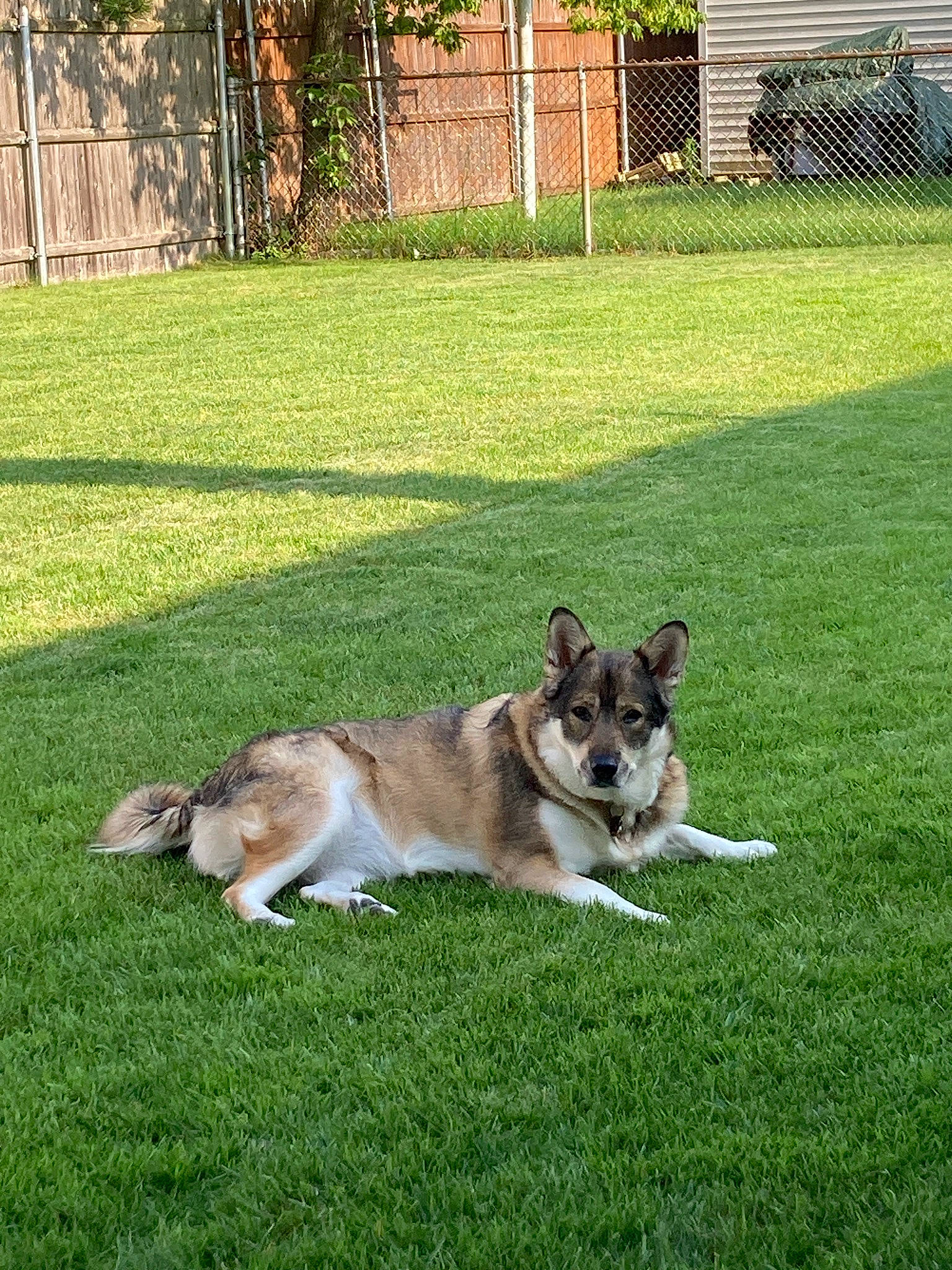 Kenzi joined the competition — help win amazing prizes! canidae, carnivore, companion_dog, dog, dog_breed, dog_supply, fence, garden, grass, herding_dog, home_fencing, lawn, non_sporting_group, plant, snout, sporting_group, tail, terrestrial_animal, working_dog, yard