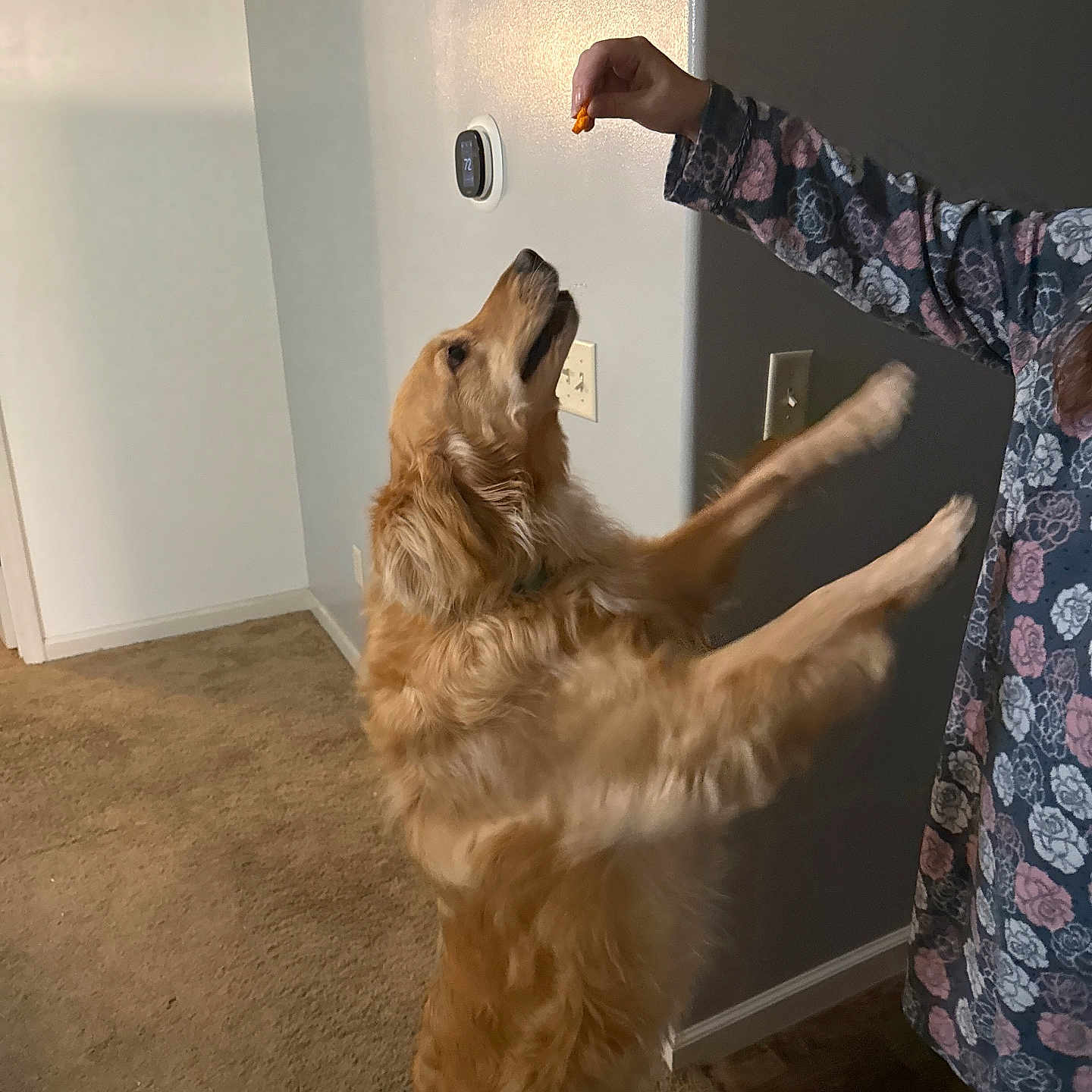 Lily is registered to the contest to win money with this photo: animal, carpet, cute, dog, fur, golden_retriever, hand, home, indoor, mammal, paw, person, pet, playful, puppy, reaching, thermostat, treat, waiting, wall