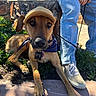 dog, cap, bandana, person, jeans, sneakers, outdoor, sunlight, shadows, stone_wall, plants, leash, sidewalk, pet, animal, casual, resting, closeup, brown_dog, accessory
