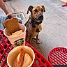 dog, dog_treat, cup, red_table, concrete_floor, collar, leash, outdoor, person, footwear, food, pet, animal, waiting, seated, metal_table, treat, sidewalk, casual, daylight