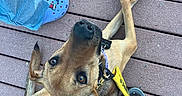 Churro joined the competition — help win amazing prizes! dog, animal, pet, leash, wooden_deck, paws, crossed_paws, looking_up, brown_fur, ears, person, feet, blue_crocs, jeans, hand, casual_shoes, outdoor, daylight, curious, sitting