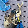 dog, animal, pet, leash, wooden_deck, paws, crossed_paws, looking_up, brown_fur, ears, person, feet, blue_crocs, jeans, hand, casual_shoes, outdoor, daylight, curious, sitting