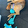 dog, tan_dog, collar, rope_toy, plush_toy, carpet, indoor, sleeping, resting, pet, animal, canine, toy, blue, yellow, cozy, cute, fur, paw, relaxed