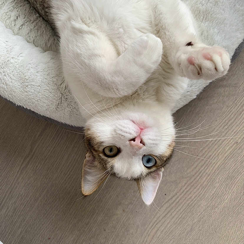 Cookie a rejoint le concours — aidez-le/la à gagner de superbes lots ! abyssinian, angora, animal, blanket, cat, couch, furniture, hardwood, homedecor, indoors, interiordesign, kitten, linen, manx, person, pet, photography, siamese, sleeping, wood