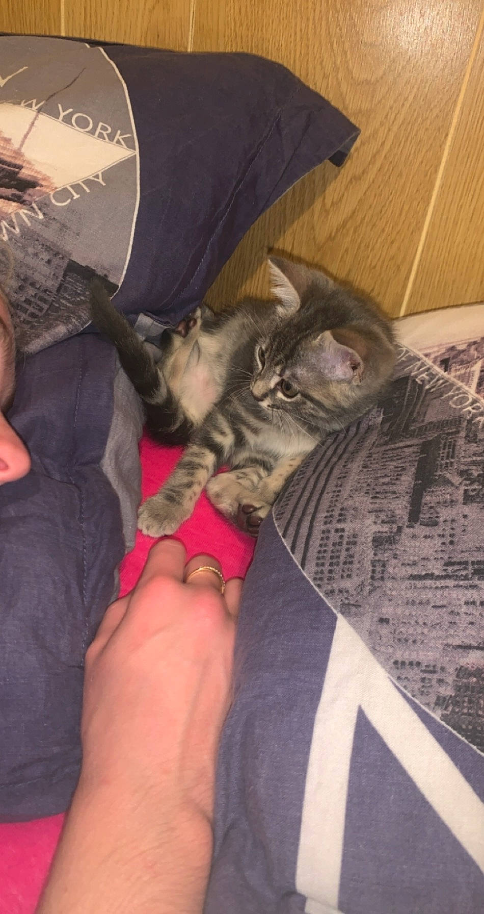 Tigrou participe au concours pour gagner de l'argent avec cette photo : american_shorthair, asian, carnivore, cat, domestic_short_haired_cat, european_shorthair, fawn, felidae, kitten, leg, pixie_bob, skin, small_to_medium_sized_cats, tabby_cat, whiskers