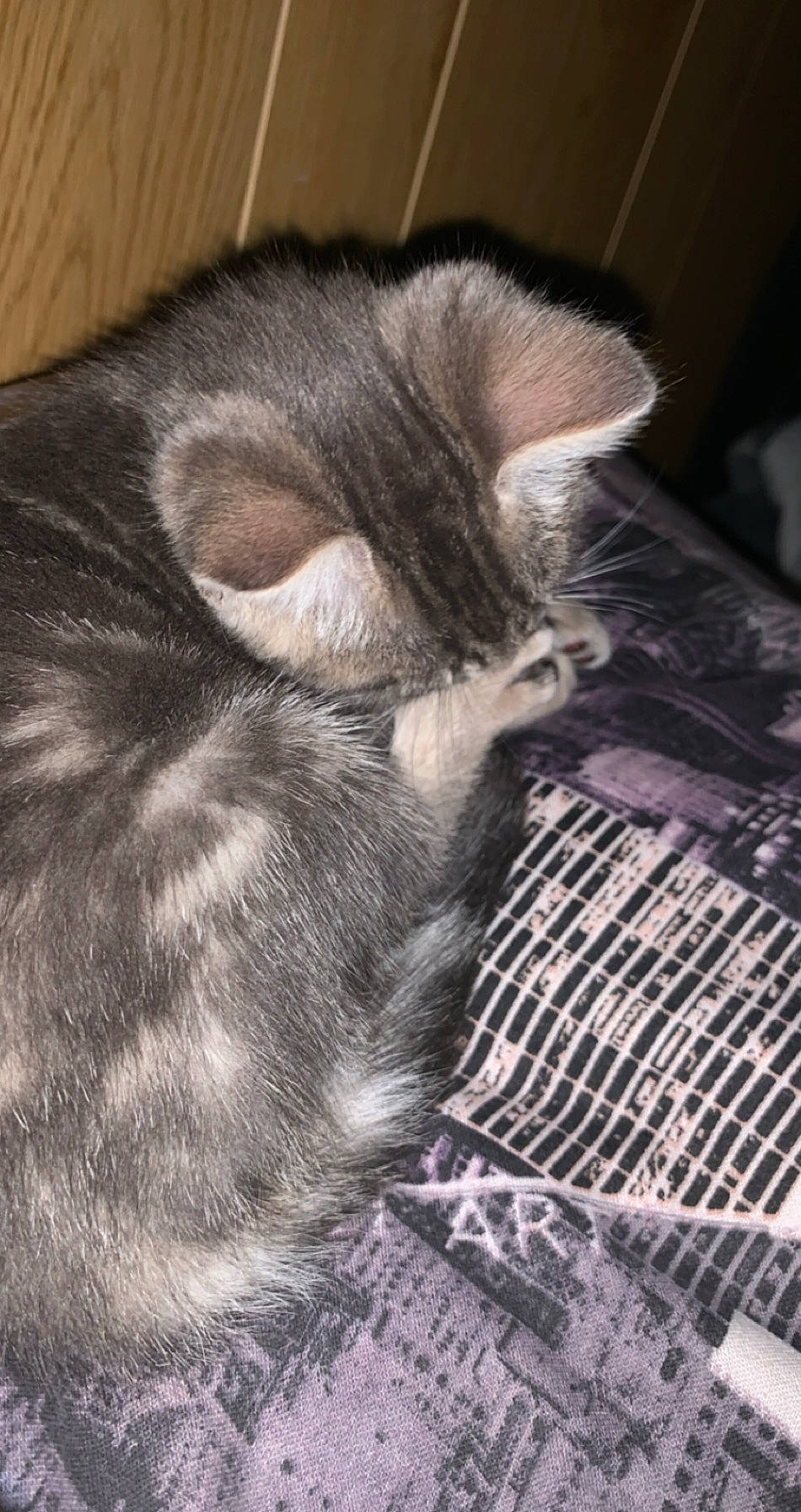 Tigrou a rejoint le concours — aidez-le/la à gagner de superbes lots ! american_shorthair, asian, carnivore, cat, domestic_short_haired_cat, ear, european_shorthair, felidae, fur, kitten, nap, norwegian_forest_cat, small_to_medium_sized_cats, tail, whiskers