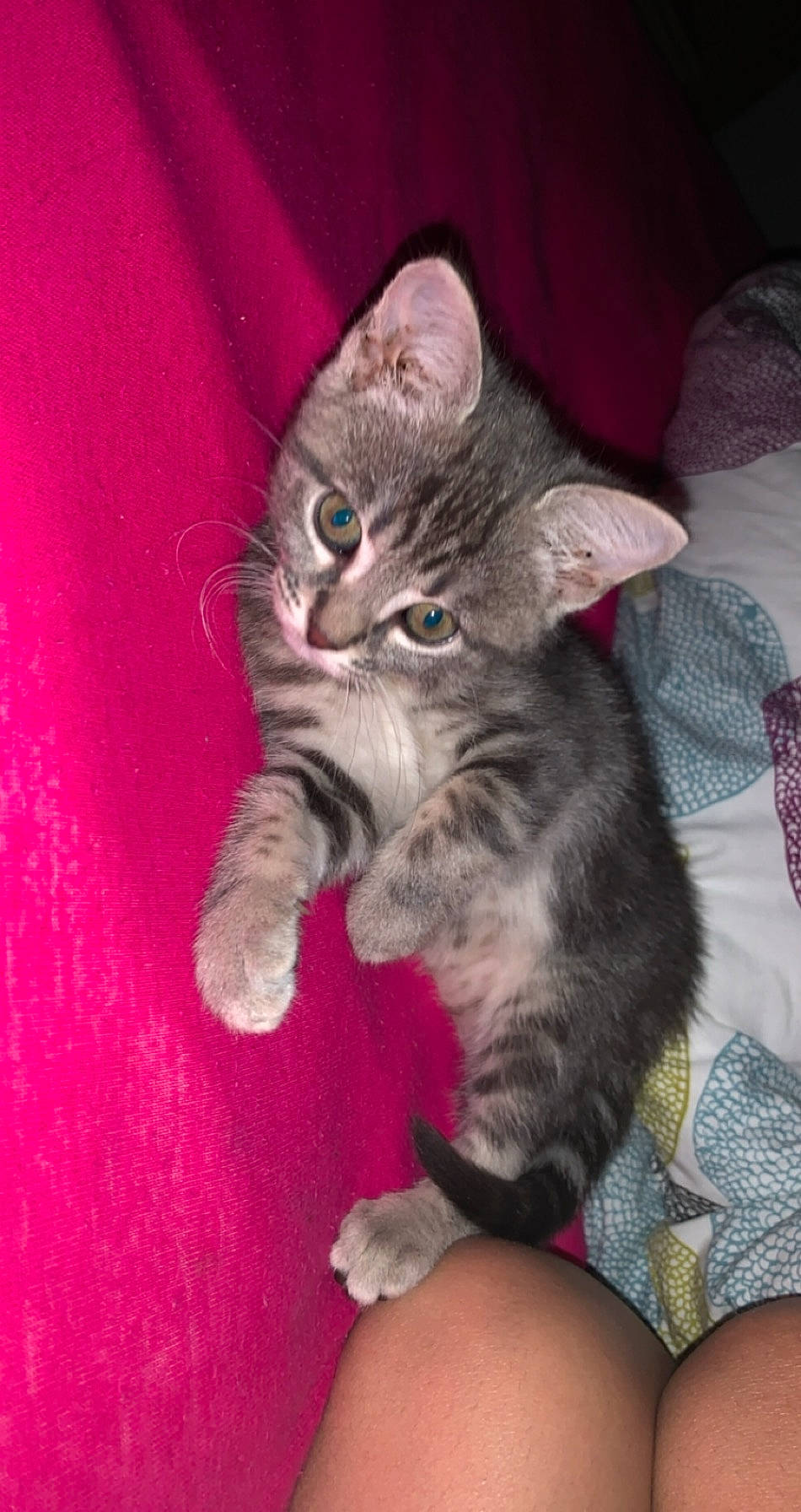 Tigrou participe au concours pour gagner de l'argent avec cette photo : american_shorthair, american_wirehair, asian, australian_mist, california_spangled, carnivore, cat, claw, domestic_short_haired_cat, european_shorthair, felidae, kitten, mammal, paw, pixie_bob, polydactyl_cat, small_to_medium_sized_cats, tabby_cat, vertebrate, whiskers