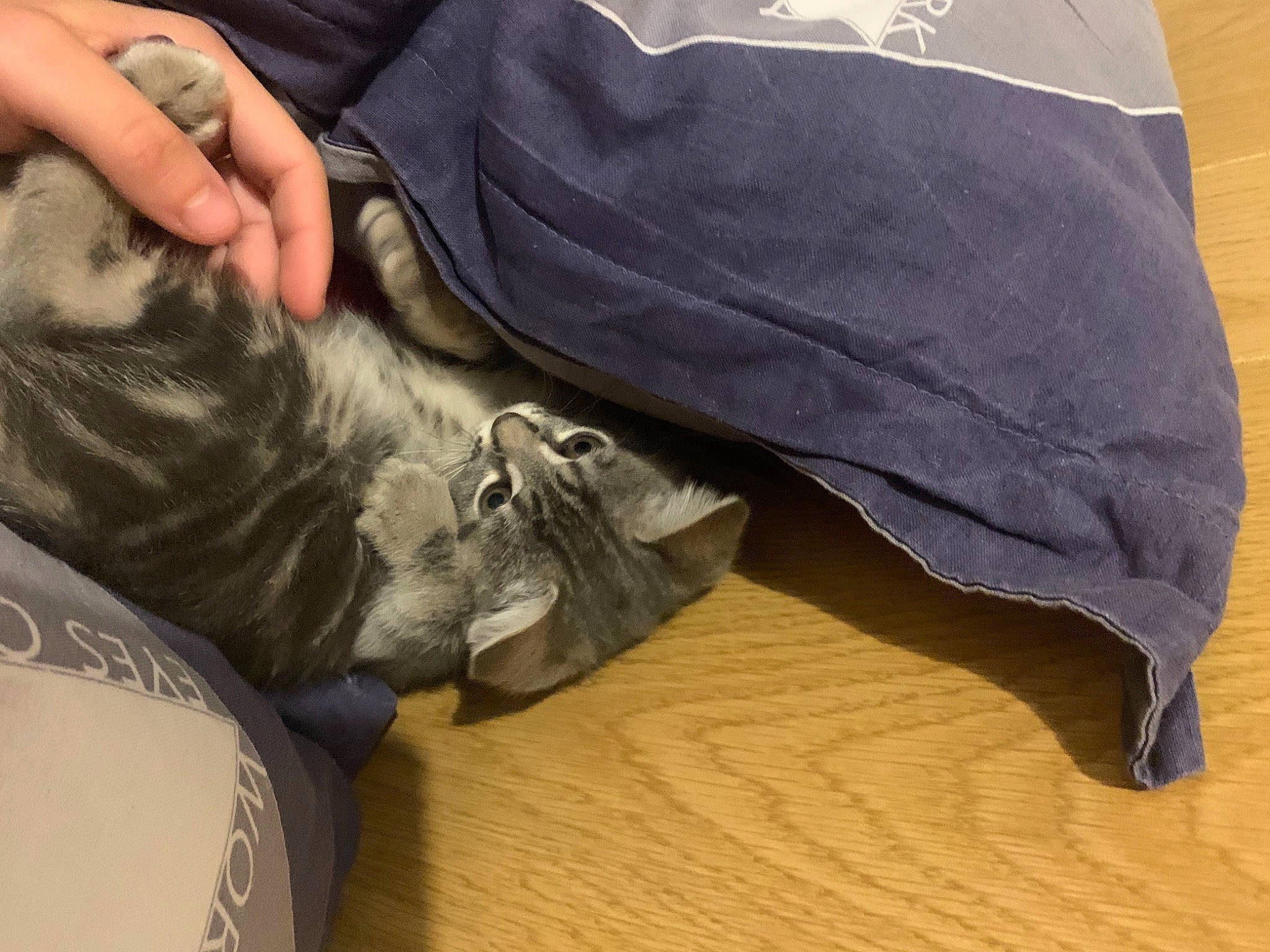 Tigrou participe au concours pour gagner de l'argent avec cette photo : canidae, carnivore, cat, fawn, felidae, jeans