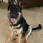 Cooper joined the competition — help win amazing prizes! dog, german_shepherd, puppy, carpet, indoor, pet, canine, tongue_out, sitting, ears_up, brown_couch, glass_table, playful, friendly, fur, animal, cute, young_dog, household, domestic_animal