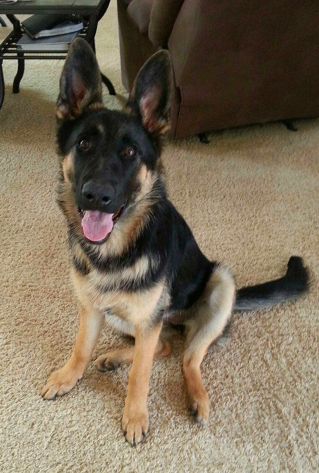 Cooper joined the competition — help win amazing prizes! dog, german_shepherd, puppy, carpet, indoor, pet, canine, tongue_out, sitting, ears_up, brown_couch, glass_table, playful, friendly, fur, animal, cute, young_dog, household, domestic_animal