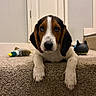 Romo is registered to the contest to win money with this photo: puppy, dog, carpet, stairs, toy, indoor, pet, brown, white, black, door, animal, cute, young, lying_down, looking_at_camera, floor, domestic, house, playful