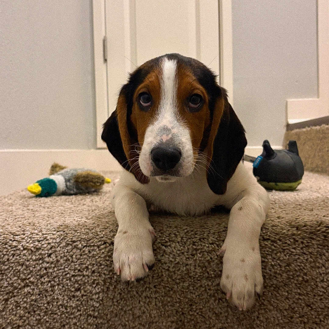 Romo is registered to the contest to win money with this photo: puppy, dog, carpet, stairs, toy, indoor, pet, brown, white, black, door, animal, cute, young, lying_down, looking_at_camera, floor, domestic, house, playful
