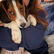 Romo joined the competition — help win amazing prizes! puppy, dog, pet, indoor, person, arms, holding, cozy, blanket, fur, couch, home, relaxed, sleepy, cute, closeup, nostalgic, comfort, snuggle, floppy_ears