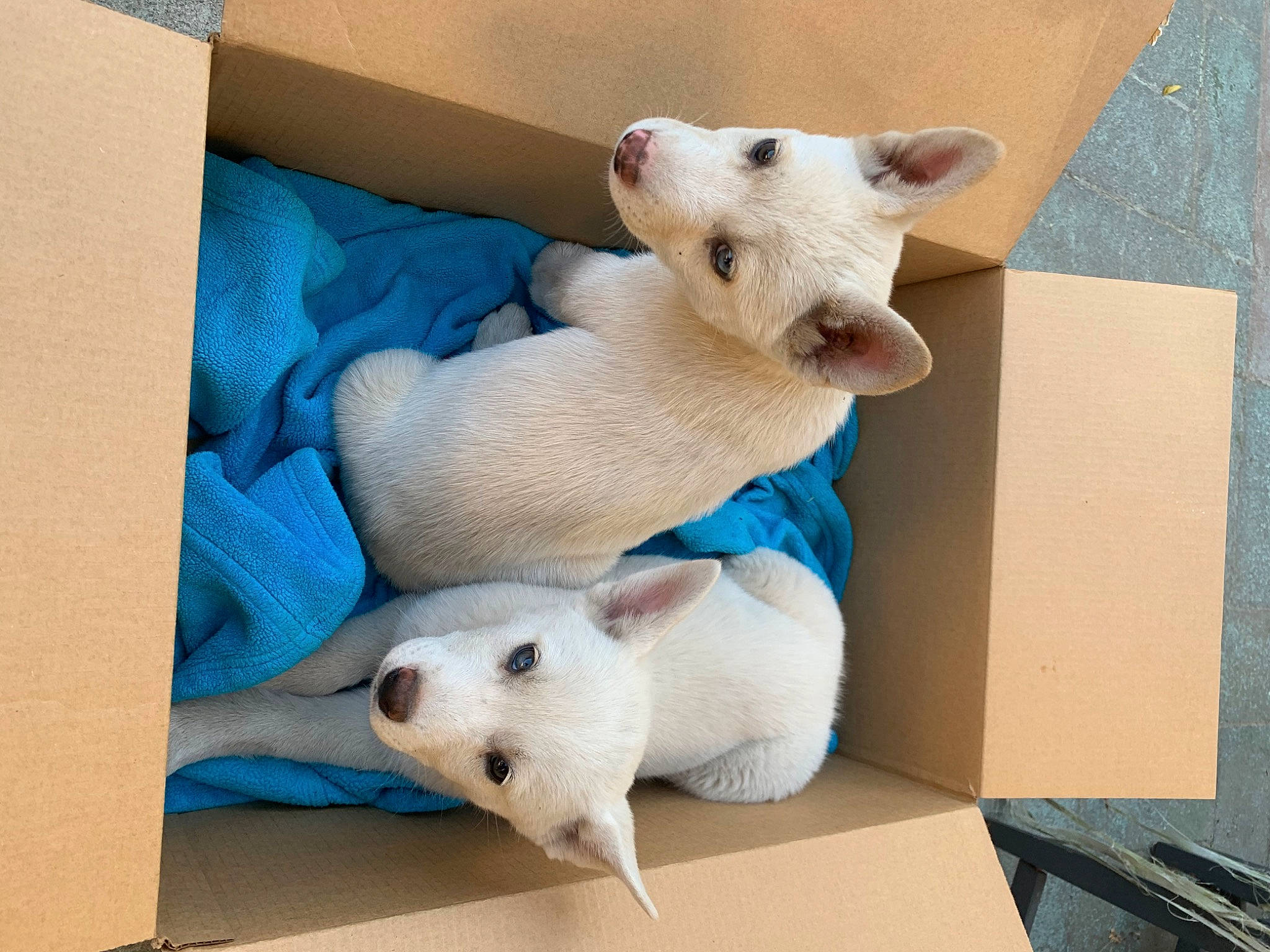 Fifi joined the competition — help win amazing prizes! art, baby_toys, carnivore, comfort, companion_dog, creative_arts, fawn, fur, plush, polar_bear, room, shipping_box, snout, stuffed_toy, tail, terrestrial_animal, textile, toy, white, wood