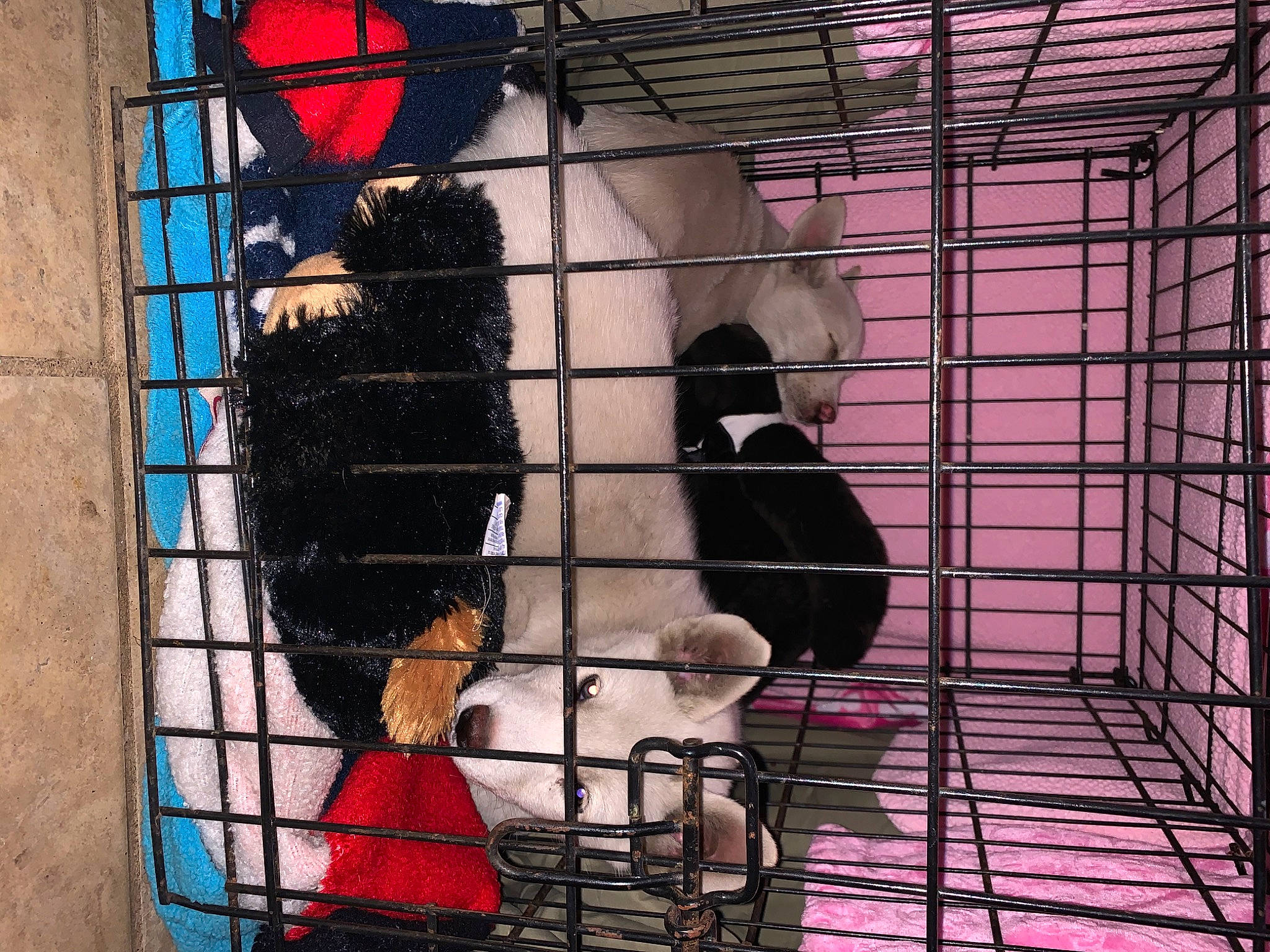 Fifi is registered to the contest to win money with this photo: animal_shelter, cage, carnivore, companion_dog, dog, dog_breed, dog_crate, dog_supply, fawn, fur, kennel, mammal, mesh, pet_supply, service, snout, sporting_group, tail, vertebrate, working_animal