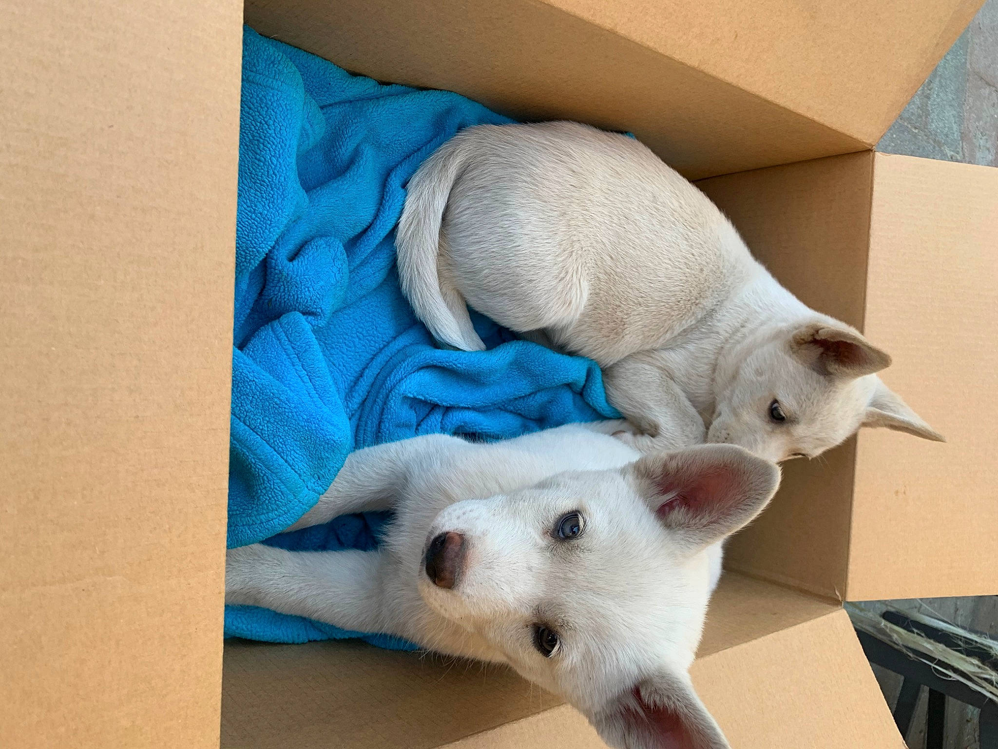 Fifi joined the competition — help win amazing prizes! bedding, canidae, carnivore, carton, cat, comfort, companion_dog, dog, dog_breed, domestic_short_haired_cat, electric_blue, fawn, felidae, fur, linens, paw, small_to_medium_sized_cats, snout, tail, whiskers