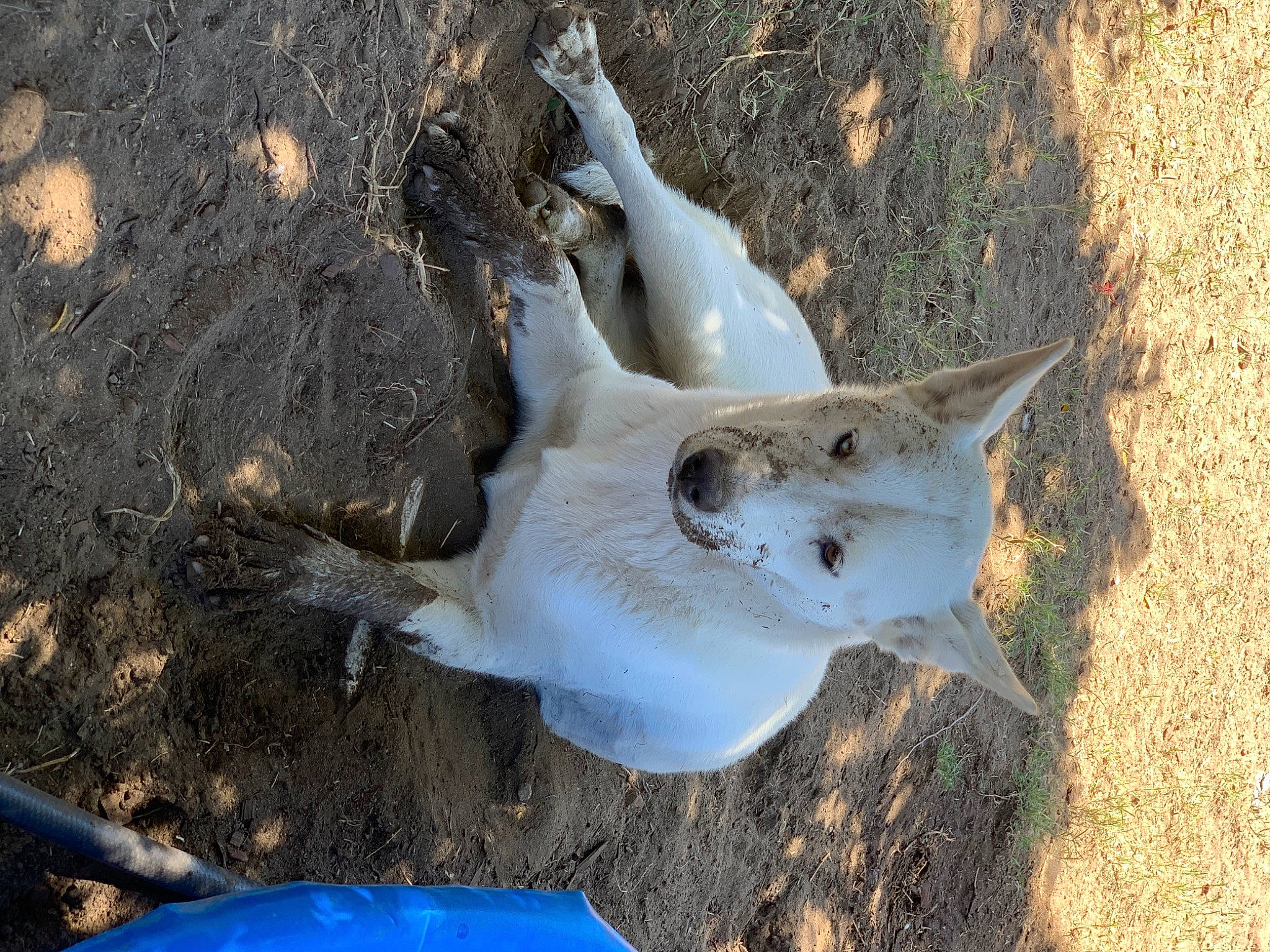 Fifi joined the competition — help win amazing prizes! fawn, natural_material, seabird, soil, terrestrial_animal, wildlife, wing