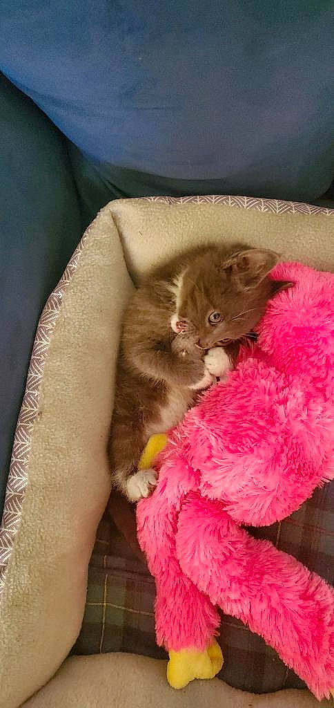 Twinkie is registered to the contest to win money with this photo: carnivore, cat, claw, comfort, domestic_short_haired_cat, fawn, felidae, fur, gesture, magenta, nail, paw, small_to_medium_sized_cats, stuffed_toy, tail, thread, toy, whiskers, wool, woolen