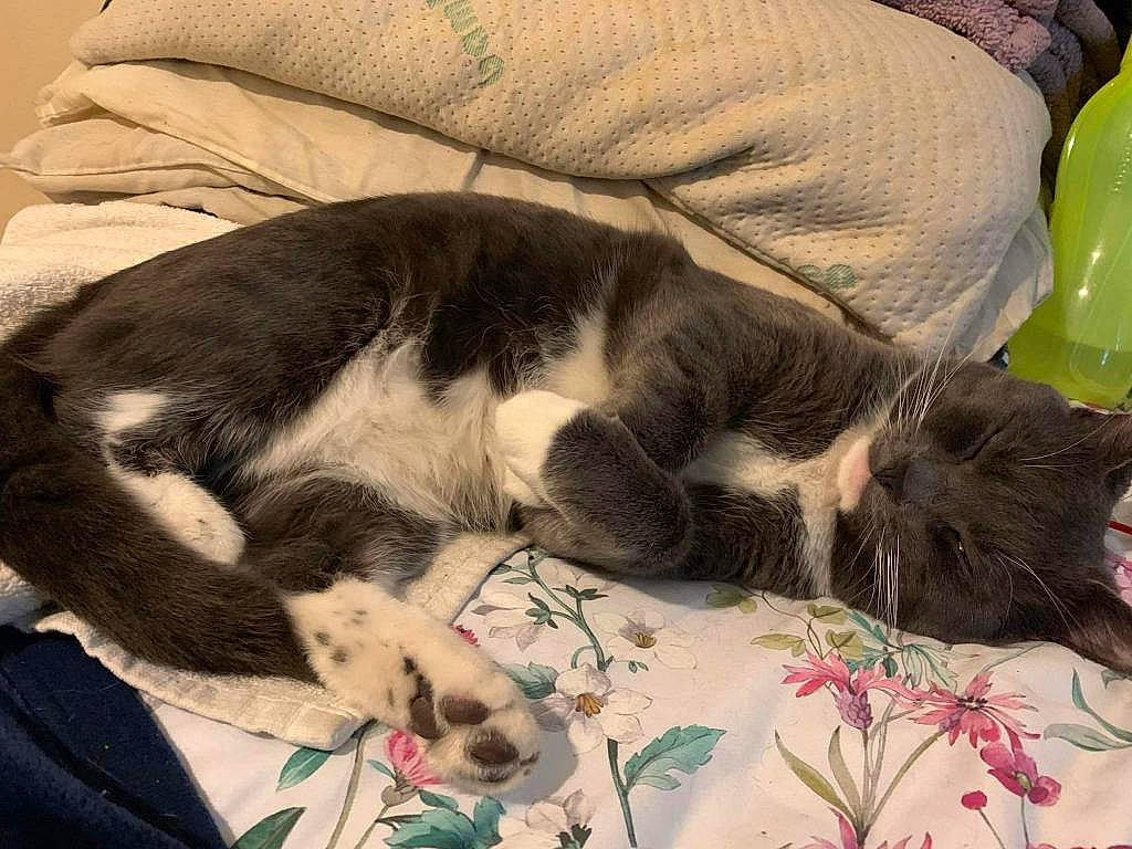 Twinkie is registered to the contest to win money with this photo: canidae, carnivore, comfort, companion_dog, dog, dog_breed, domestic_short_haired_cat, ear, fawn, felidae, fur, human_leg, linens, nap, paw, small_to_medium_sized_cats, sporting_group, tail, whiskers, working_animal