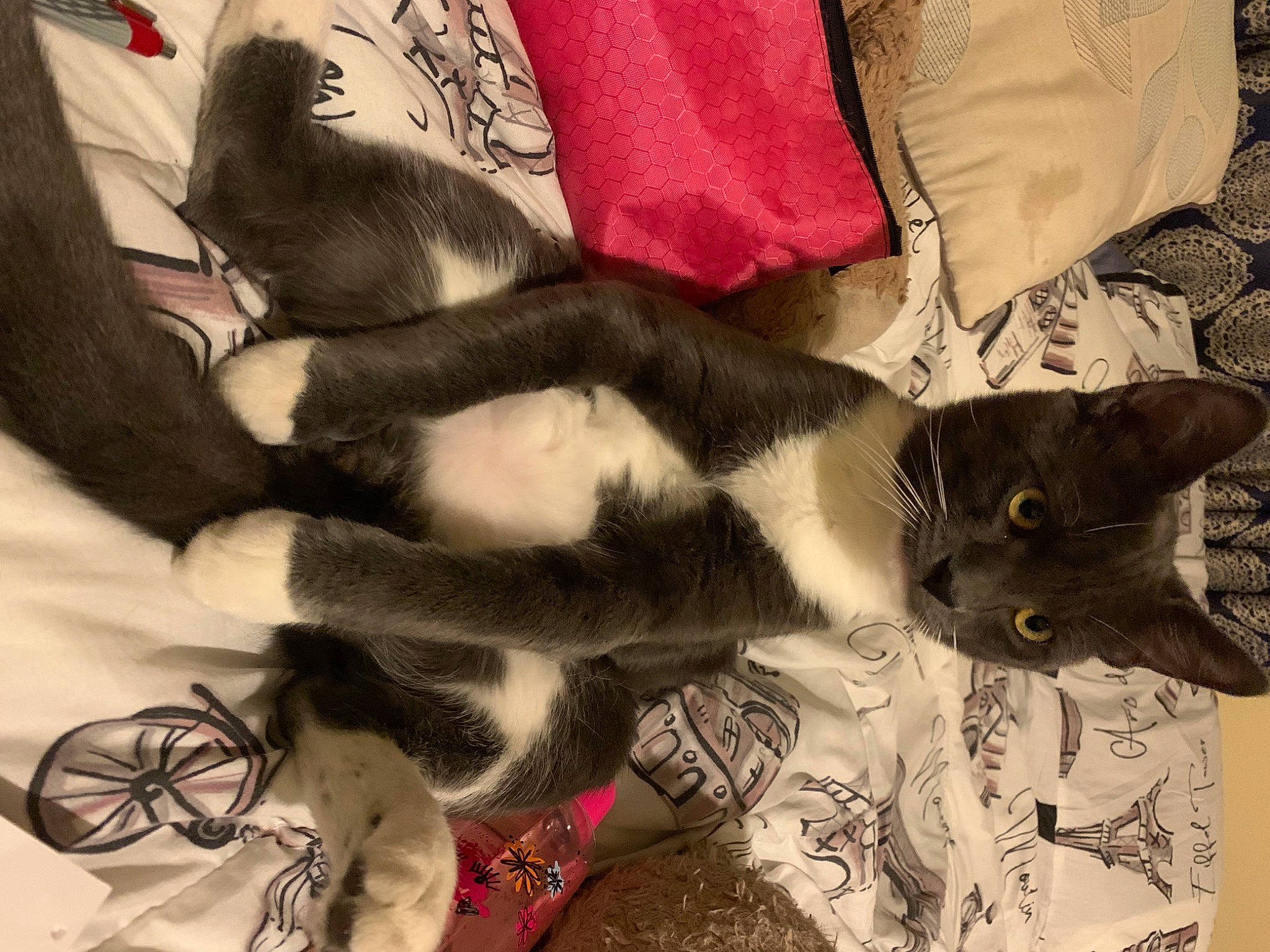 Twinkie is registered to the contest to win money with this photo: black_cat, carmine, carnivore, cat, claw, comfort, domestic_short_haired_cat, felidae, fur, grey, linens, pattern, paw, plant, small_to_medium_sized_cats, tail, textile, tree, whiskers