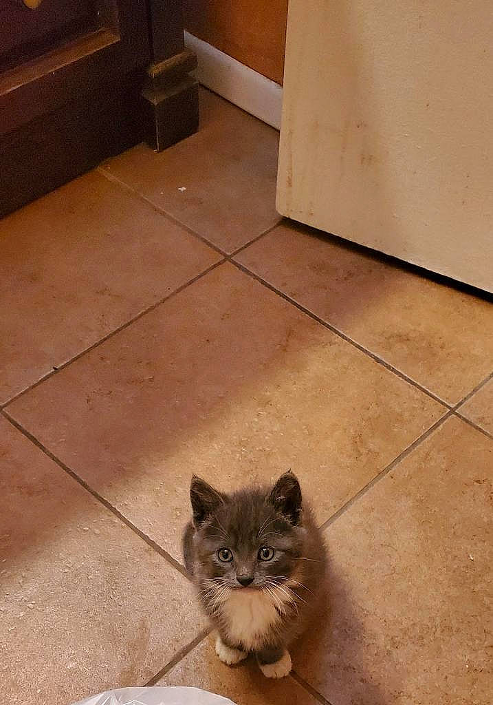 Twinkie is registered to the contest to win money with this photo: carnivore, cat, cobblestone, domestic_short_haired_cat, fawn, felidae, floor, flooring, fur, grey, hardwood, paw, road_surface, shadow, small_to_medium_sized_cats, snout, tail, terrestrial_animal, whiskers, wood