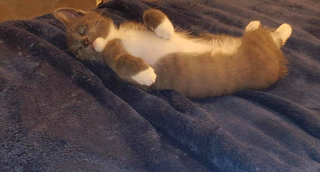 Twinkie joined the competition — help win amazing prizes! brown, carnivore, cat, comfort, domestic_short_haired_cat, fawn, felidae, fur, mammal, nap, paw, sleep, small_to_medium_sized_cats, tail, terrestrial_animal, vertebrate, whiskers, wood