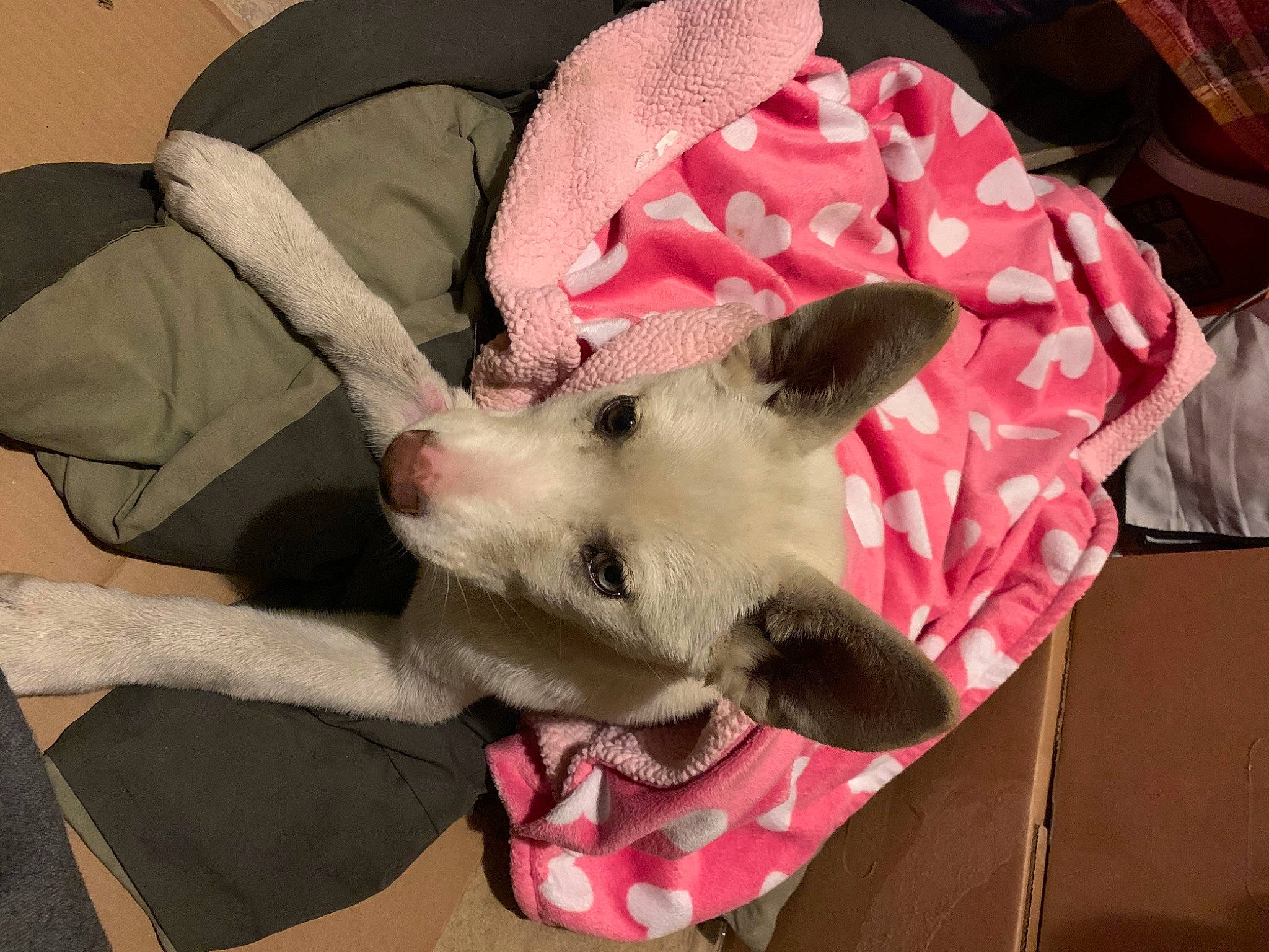 Mimi is registered to the contest to win money with this photo: canidae, carmine, carnivore, comfort, companion_dog, couch, dog, dog_breed, ear, fang, fawn, felidae, fur, linens, non_sporting_group, paw, small_to_medium_sized_cats, sporting_group, whiskers, working_animal