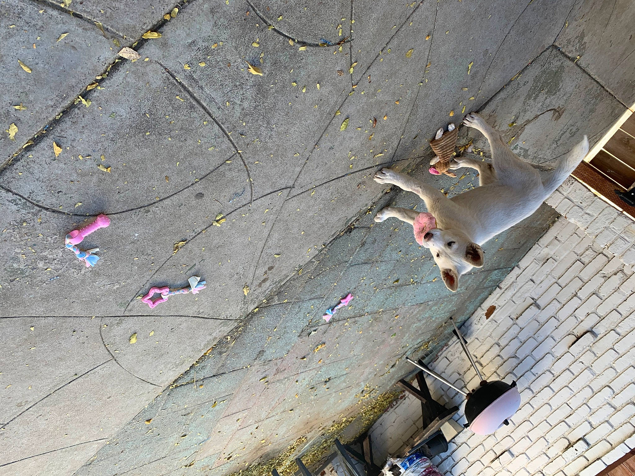 Mimi joined the competition — help win amazing prizes! asphalt, carmine, city, concrete, flooring, grey, litter, plant, road, road_surface, shadow, sidewalk, space, street, tar, tree, twig, waste, wire, wood