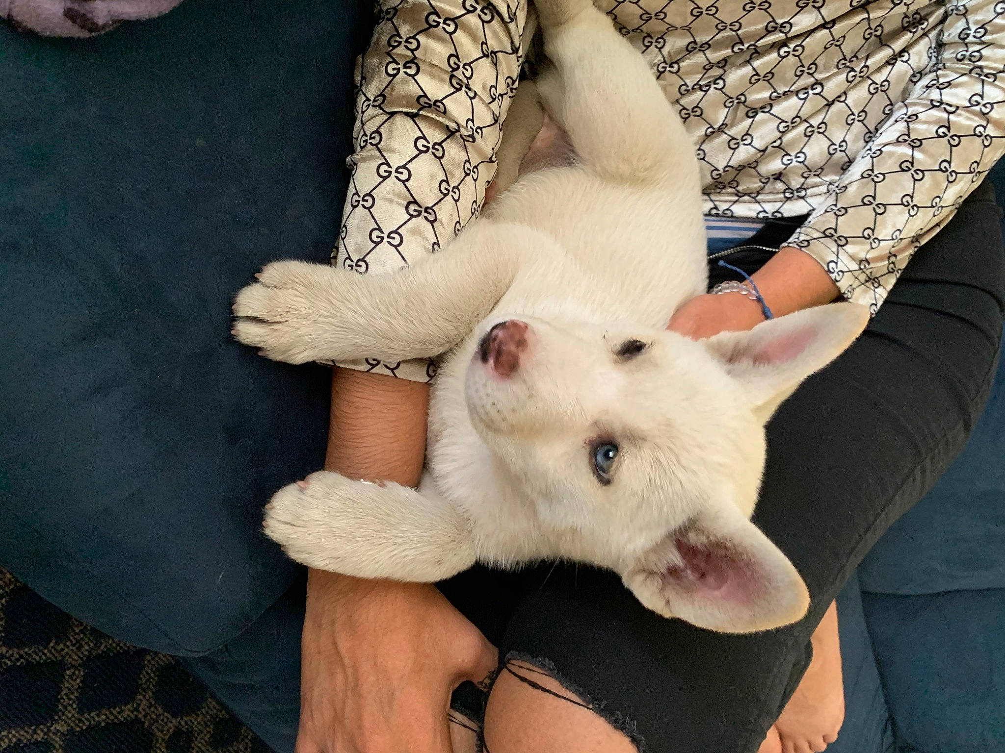 Mimi is registered to the contest to win money with this photo: abdomen, chest, comfort, companion_dog, eyelash, fawn, felidae, finger, fur, gesture, human_leg, jeans, nail, pattern, small_to_medium_sized_cats, snout, textile, trunk, whiskers, wrist