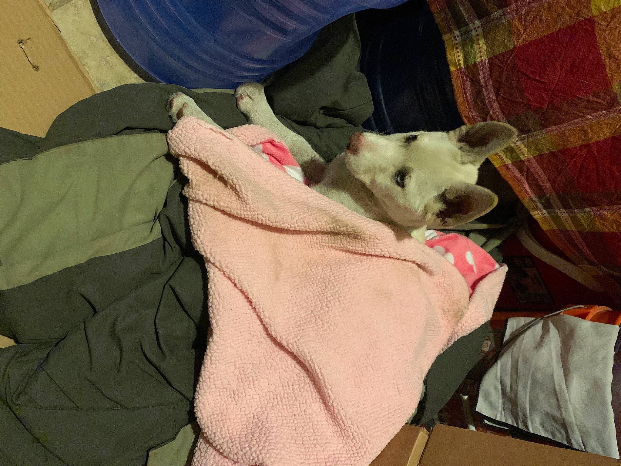 Mimi is registered to the contest to win money with this photo: canidae, carmine, carnivore, comfort, companion_dog, dog, dog_breed, fawn, felidae, fur, linens, pattern, sleeve, small_to_medium_sized_cats, snout, sporting_group, stuffed_toy, tail, tints_and_shades, whiskers