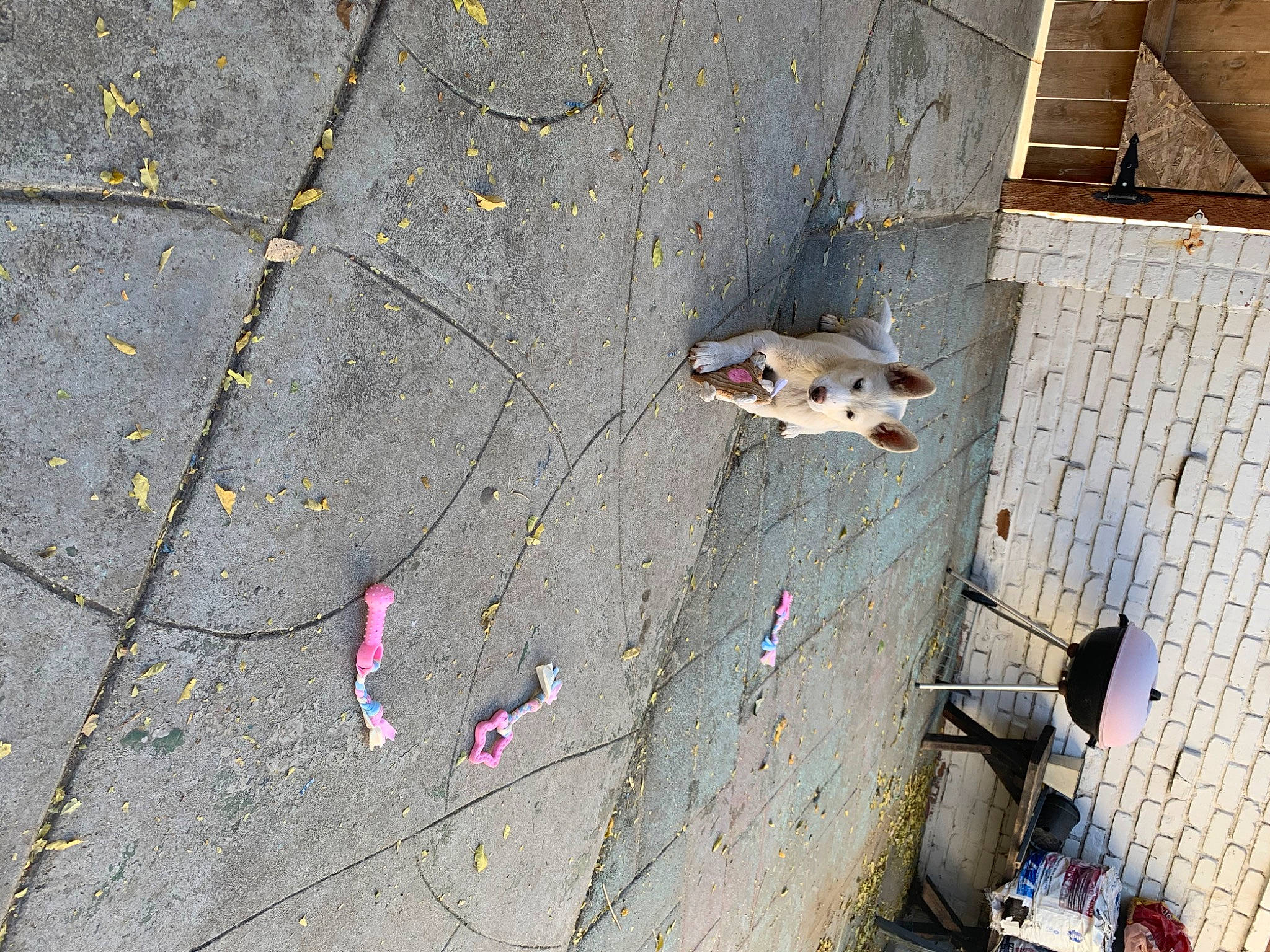 Mimi is registered to the contest to win money with this photo: asphalt, building, carnivore, city, cobblestone, concrete, dog, facade, flooring, grey, human_settlement, plant, road, road_surface, shadow, sidewalk, street, tints_and_shades, tree, wood